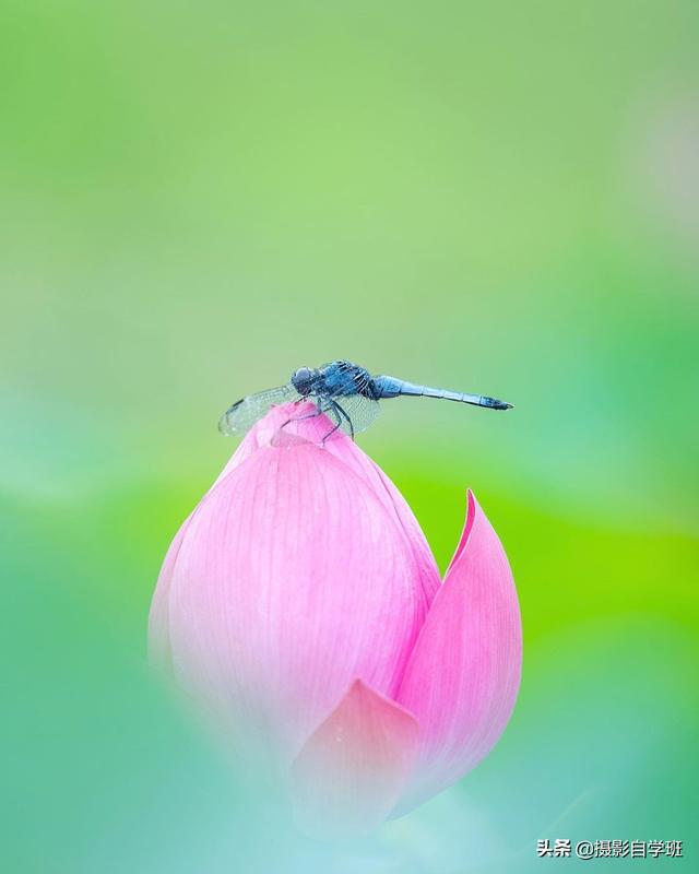 荷花拍照10个技巧，帮你把荷花拍得不一般