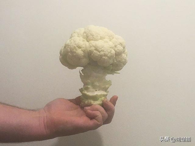 性用语cd是什么意思，cd是什么意思的缩写污的（50次人们不得不看两遍才能意识到它们是什么）