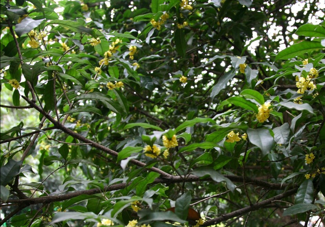 2022年犯太岁最凶的四大生肖，2021年犯太岁最凶的四大生肖（正月初九俗称天公日）