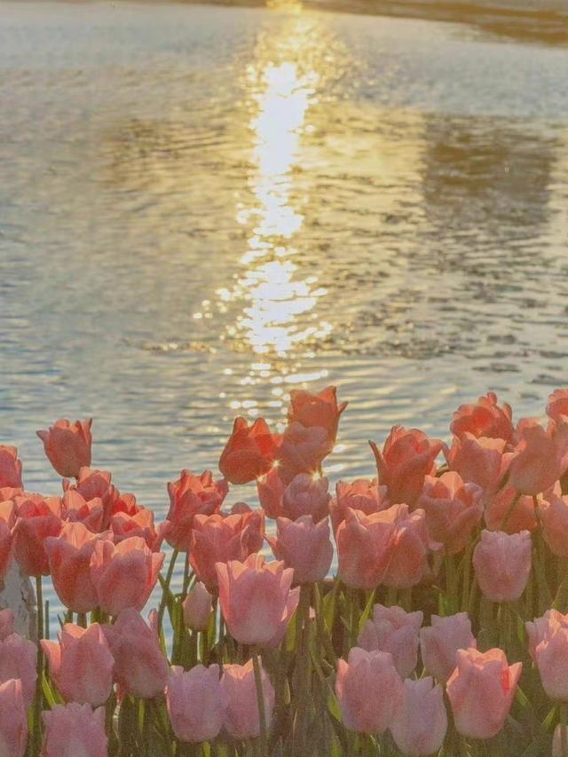 特别可爱的长句子，可爱句子长句（可爱的情话句子）