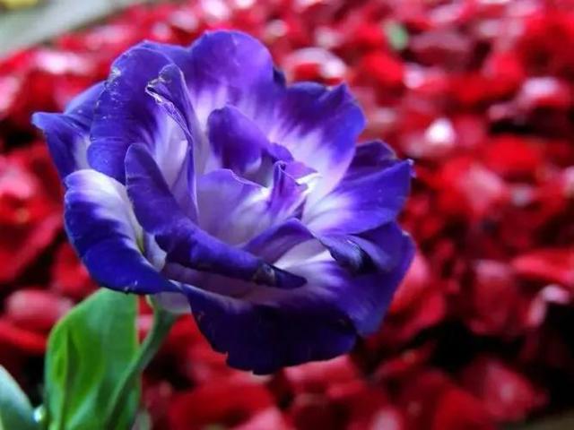粉色桔梗花的花语是什么，粉桔梗的花语和寓意（花色各不同。同样皆美丽）