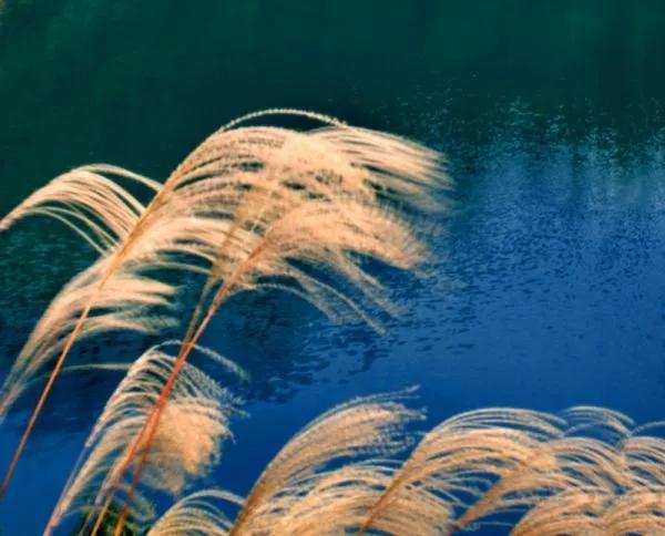 荻花(荻花大扇子),《荻花》2021.12.4(荻花宫大扇子) 荻花(荻花大扇子),《荻花》2021.12.4(荻花宫大扇子)