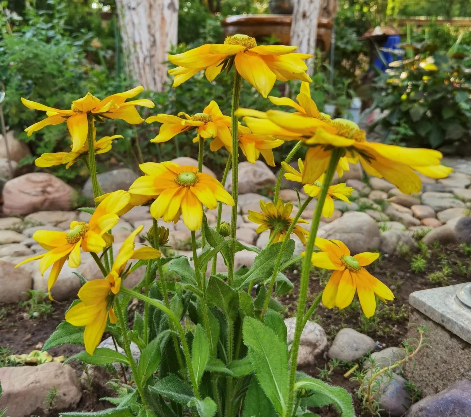 夏天常见的花有哪些，夏天常见的花有哪些花开（那些夏日花园里开得灿烂的耐热花卉）