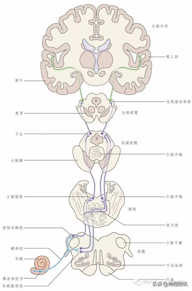属于膜迷路的结构是，属于膜迷路的结构是蜗管蜗顶（彩图经典版│脑神经和脑神经核解剖）