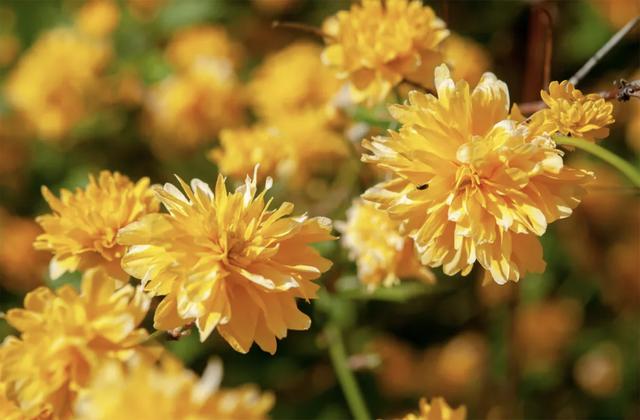 西洋接骨木的习性和用途详解，西洋接骨木的功效（40种适合庭院花园的常见灌木植物）