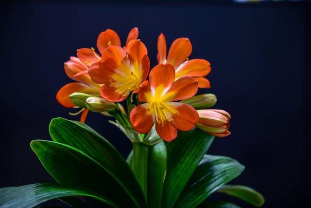 一杯水就可以发财的方法，床上放三物财不请自来（8种“发财花”）