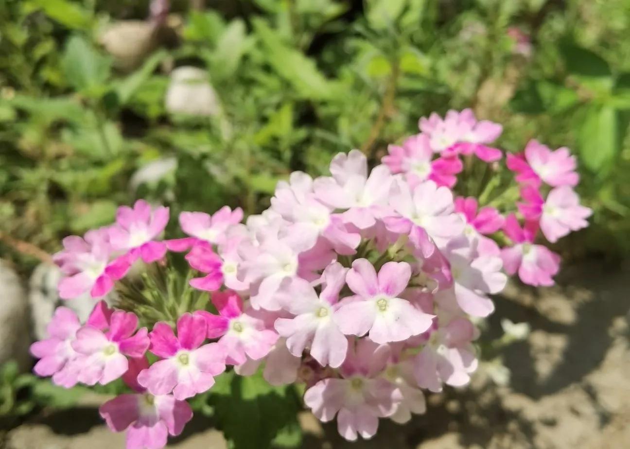 夏天常见的花有哪些，夏天常见的花有哪些花开（那些夏日花园里开得灿烂的耐热花卉）