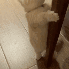 曼赤肯猫多少钱一只，曼赤肯猫多少钱一只幼崽（养了才知道“真香”）