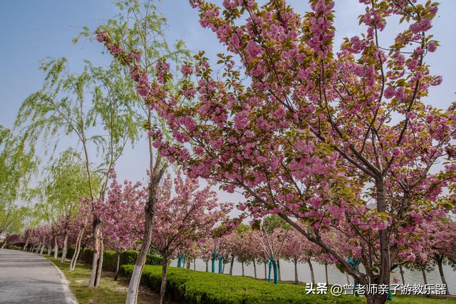 附近看花的地方，深圳最适合去赏花的地方（2023西安及周边赏樱花的地点大全）