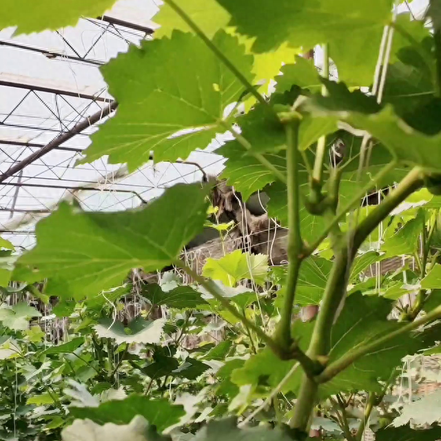 盆栽葡萄种植技术视频，盆栽葡萄的种植技术详细教程（，葡萄小苗如何管理来年有花穗，#了解种植技术点红心关注）