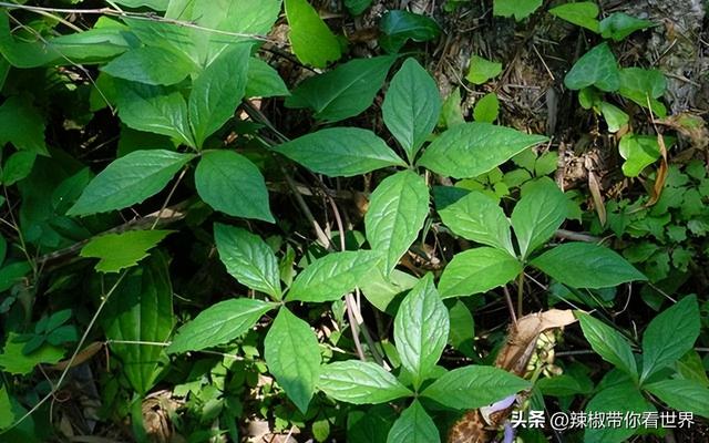 泰安有什么特色小吃，泰安特产有哪些小吃（国泰民安之泰安市美食推荐）