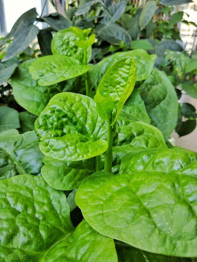 西洋菜是什么菜，西洋菜煲汤配什么材料煲汤好（就连南方人也未必全吃过）