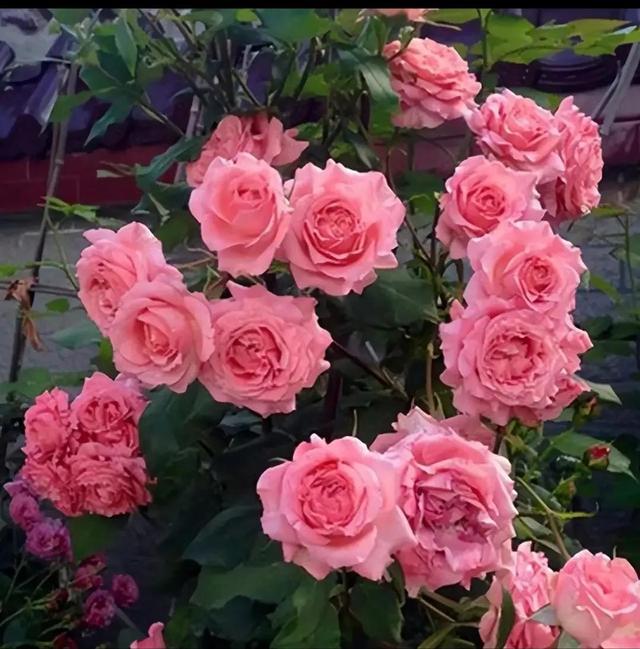 繁花似锦下一句是什么，一路繁花似锦下一句是什么（美醉你的心田）