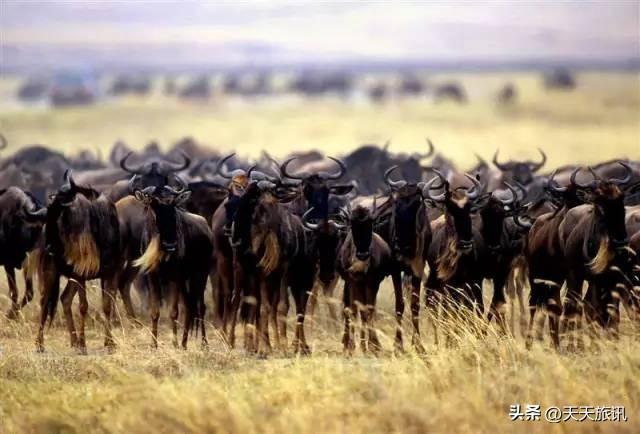 东非动物大迁徙，东非动物大迁徙的路线图（“生命的长征”东非野生动物大迁徙）