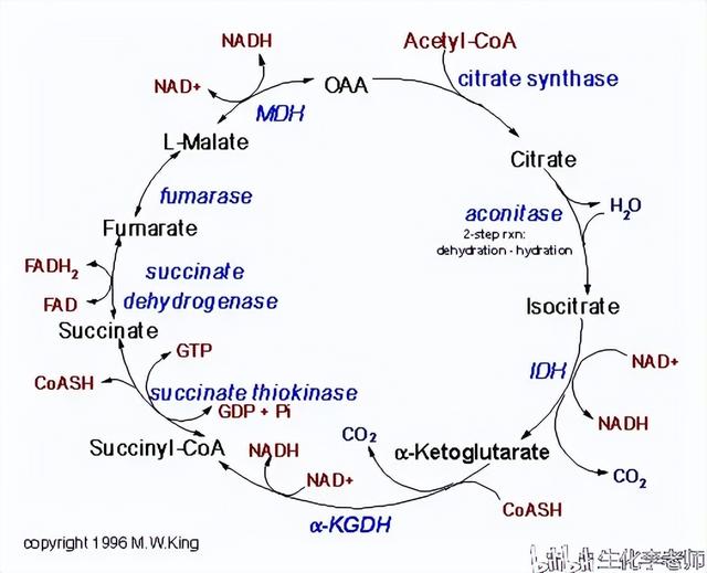 异化作用包括哪些，异化作用包括哪些方面（代谢与代谢途径）