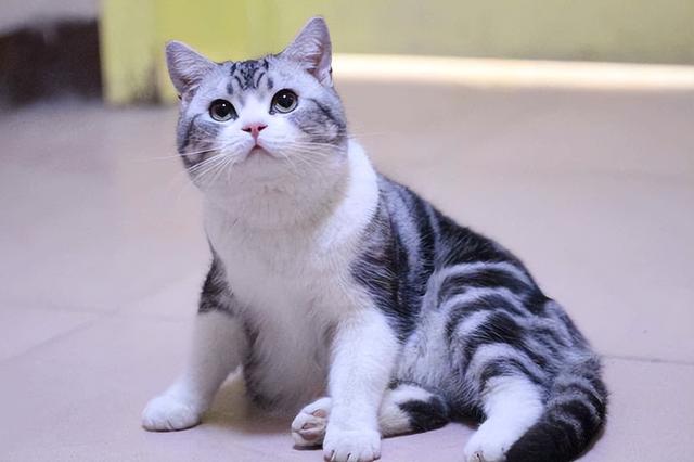 美短猫的优点与缺点，美短猫优点VS缺点