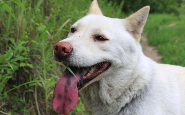 中华田园犬为什么禁养，中华田园犬为什么禁养真的假的（中华田园犬为什么禁养真的假的）
