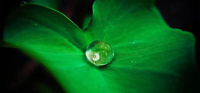 夏天荷花的描写，描写夏天荷花的景色（夏日荷花別样美）