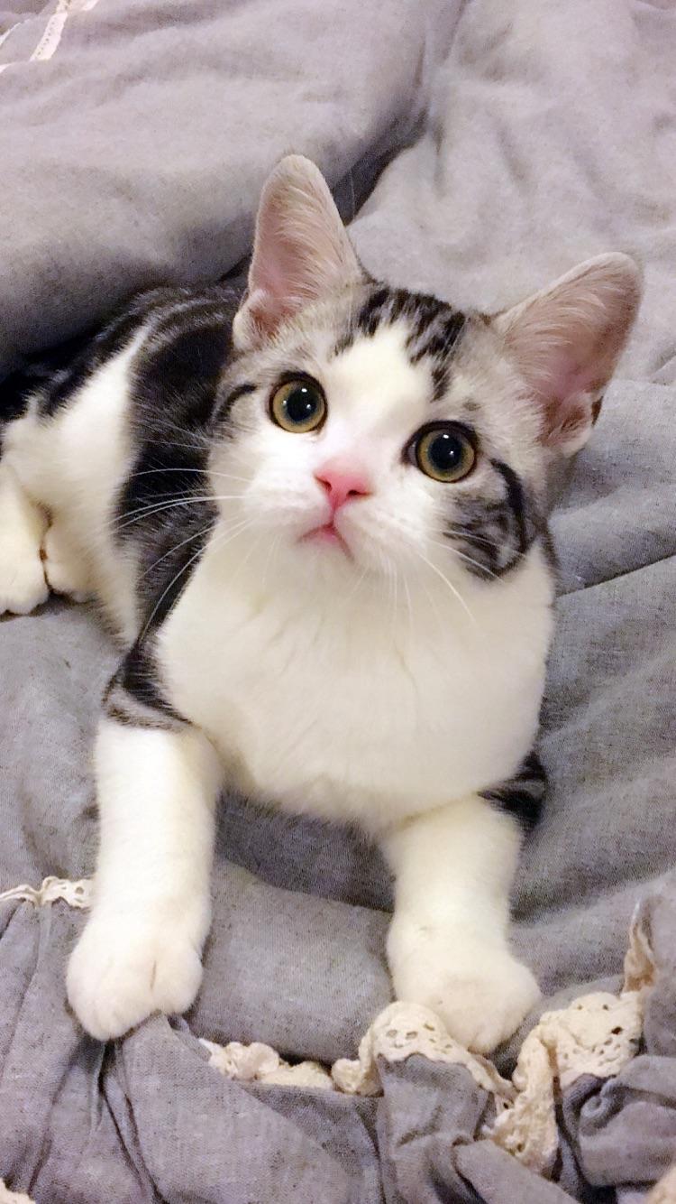 美短猫叫什么名字好听 美短猫叫什么名字好听母猫 - 珍缘易学