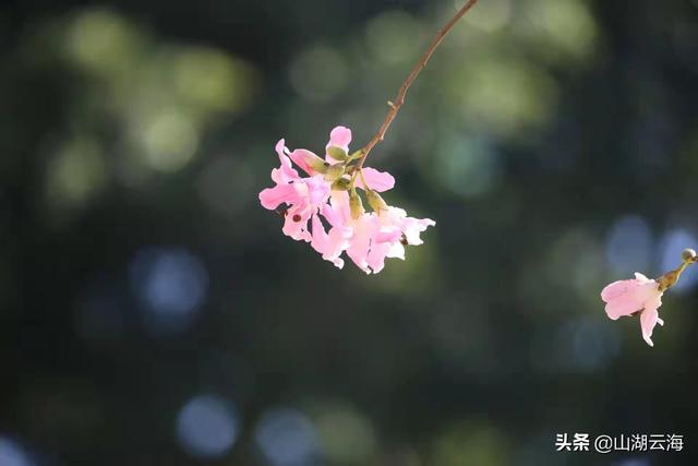 新生儿出生的唯美句子，虎年生了男孩怎么报喜（写给女儿的散文：世间的美好）