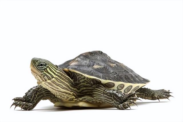 宠物乌龟起什么名字好，浅谈常见宠物乌龟种类-新手饲养篇