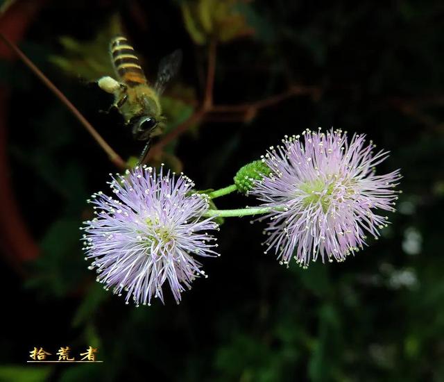 关于含羞草的资料，含羞草的资料介绍（入列世界十大奇异花草之九）