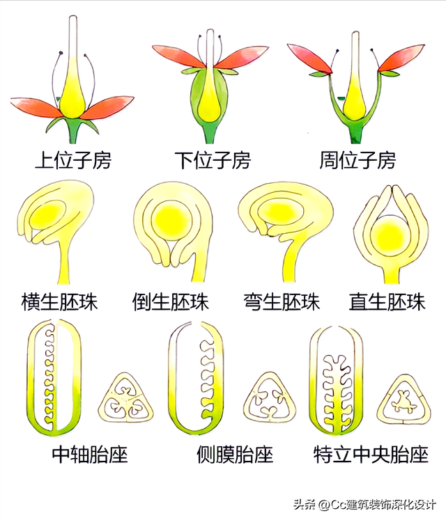 平行脉的主要分类，平行脉的叶子有哪些（超全植物形态图解——珍藏版）