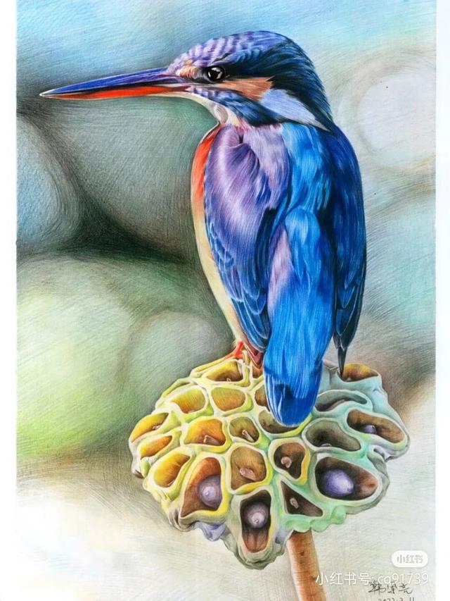 小鸟怎么画简单又好看，小鸟怎么画简单（彩铅绘画素材—身披彩翼）