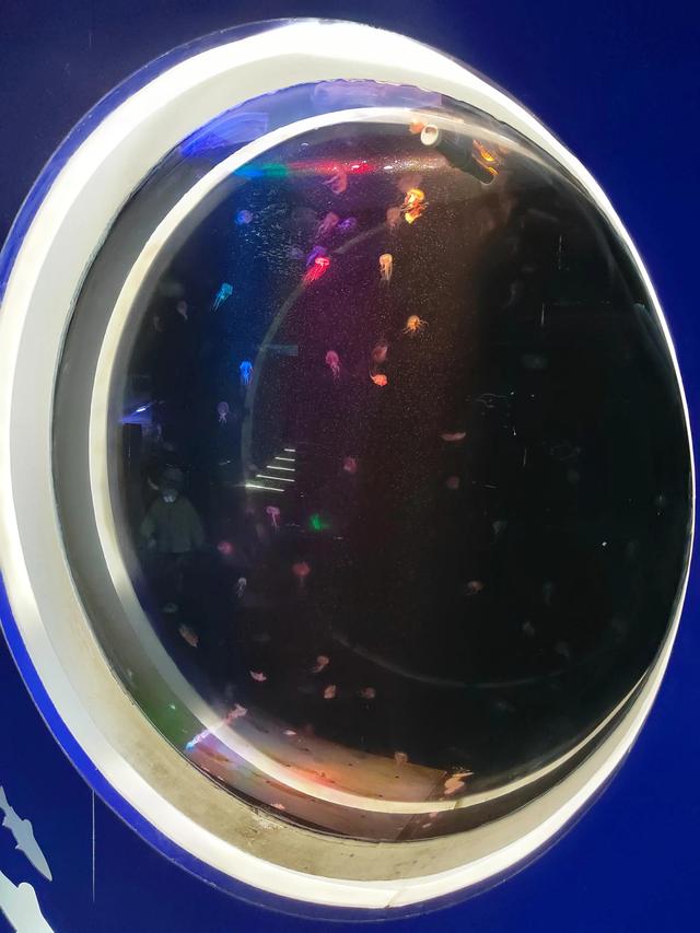 厦门椰风寨游乐场，厦门十大人少好玩的景点是什么（厦门旅游推荐之椰风寨海洋科普乐园）