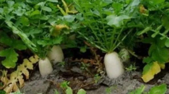 如何学会种萝卜，如何学会种萝卜视频教程（分享白萝卜种植技巧）