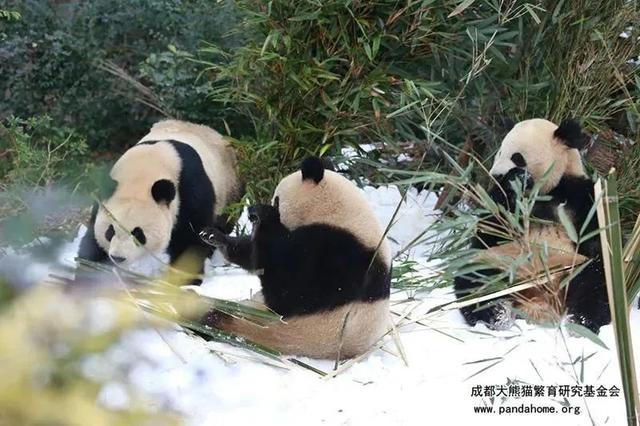 ​游客认错花花，就是那个三角形饭团~