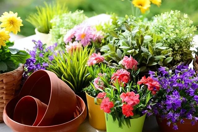 庭院喜阳植物，不同光照民宿花园或农场庭院内30种喜阴、喜阳植物