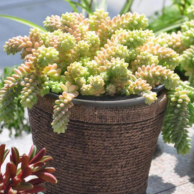 多肉要浇水吗，多肉多长时间浇一次水（养多肉浇水的6点“黄金法则”）