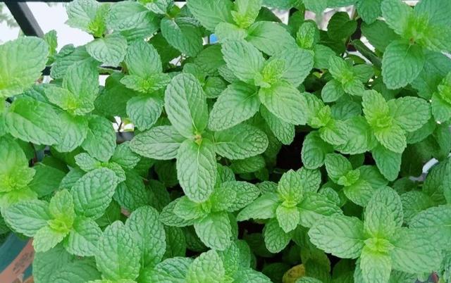 薄荷喜阴还是喜阳，薄荷喜欢酸性还是碱性（“2点”要充足）