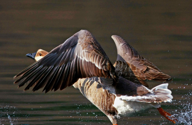 大雁象征着什么，大雁象征着什么成语（探析古代婚嫁送礼时总离不开大雁的成因）