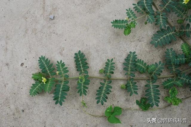曼陀罗花的图片，曼陀罗花是什么（301味中药材的原植物彩色图谱）