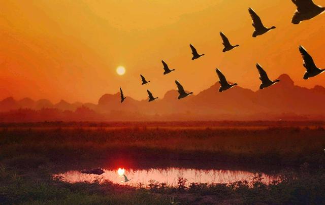 大雁和鹅的区别，大雁和鹅的区别是什么（鹅的真实面貌超出大家的想象）