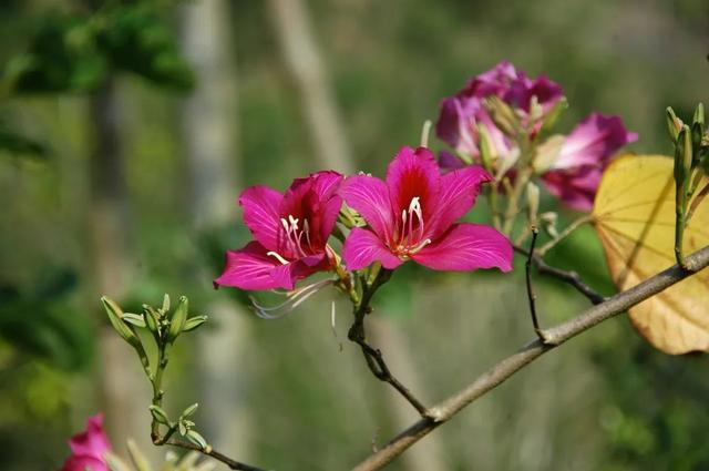 香港的市花是什么，香港市市花是什么（香港特别行政区的区花紫荆花是朵什么花）