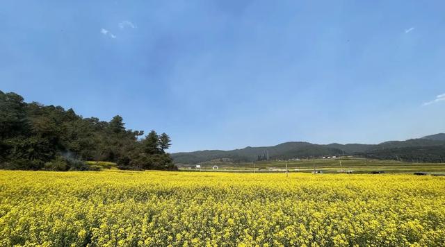 云南花海旅行记，春天，来云南与七彩花海相遇