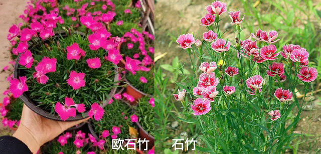 常夏石竹与欧石竹有何区别，欧石竹与石竹的区别