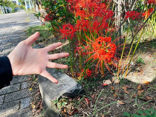 能够让人起死回生的冥界之花是什么花,冥界之花的传说("冥界之花"出现