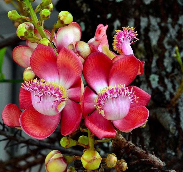 菩提树花文化方法菩提树花语言,菩提树的文化含义(菩提树·欣赏)