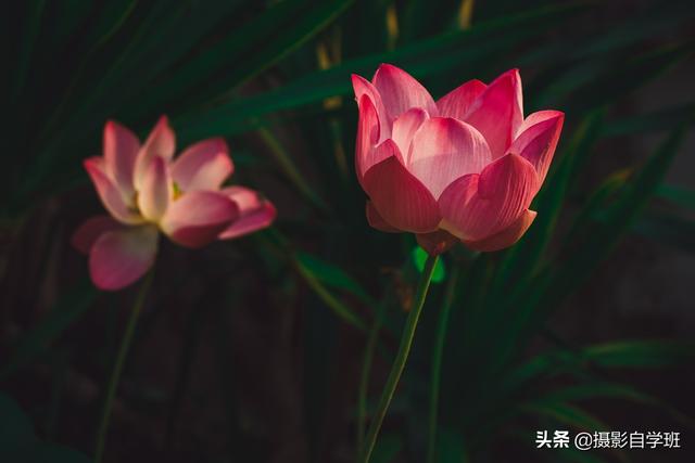 荷花拍照10个技巧，帮你把荷花拍得不一般