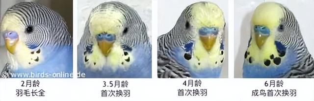 怎样分辨虎皮鹦鹉的公母雌雄，怎样分辨虎皮鹦鹉是公是母（如何区分虎皮鹦鹉的性别）