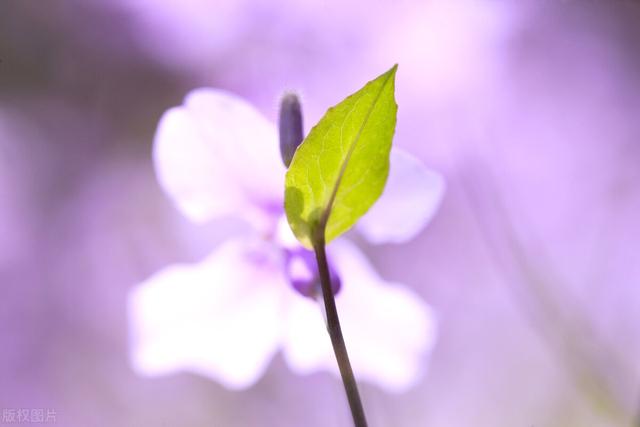 写景的作文300字，写景的作文300字左右（三年级上册第八单元作文范文）