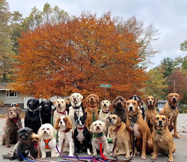 大型犬图片，昔日“受人追捧”的雪纳瑞（阿拉斯加大型犬图片）
