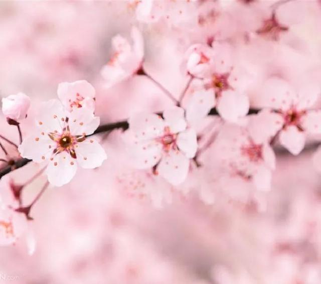 樱花寓意和象征意义，樱花寓意和象征意义是什么（樱花代表什么意思）