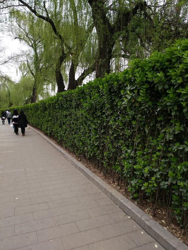 别墅庭院围墙遮挡植物有哪些，别墅围墙绿植（看上去“清清爽爽”）