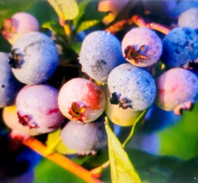 蓝莓什么季节能成熟，蓝莓一般在几月份成熟（蓝莓开花到结果的完整过程）