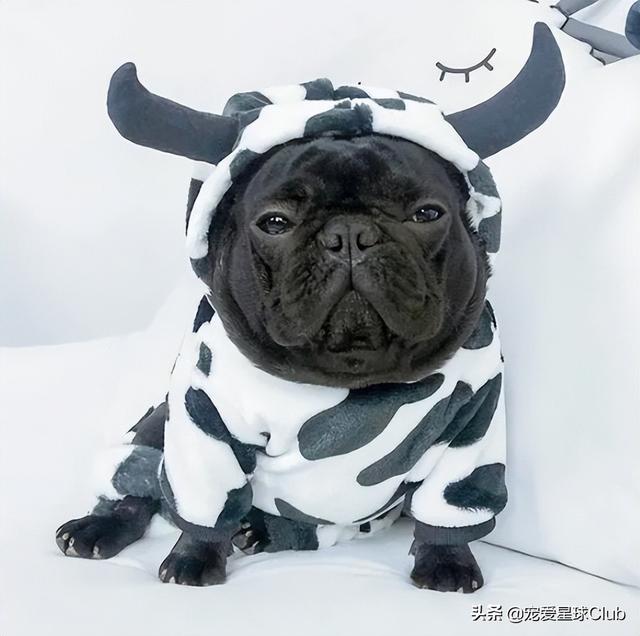 小狗的简单介绍，狗的介绍手抄报（狗狗也分高低贵贱）